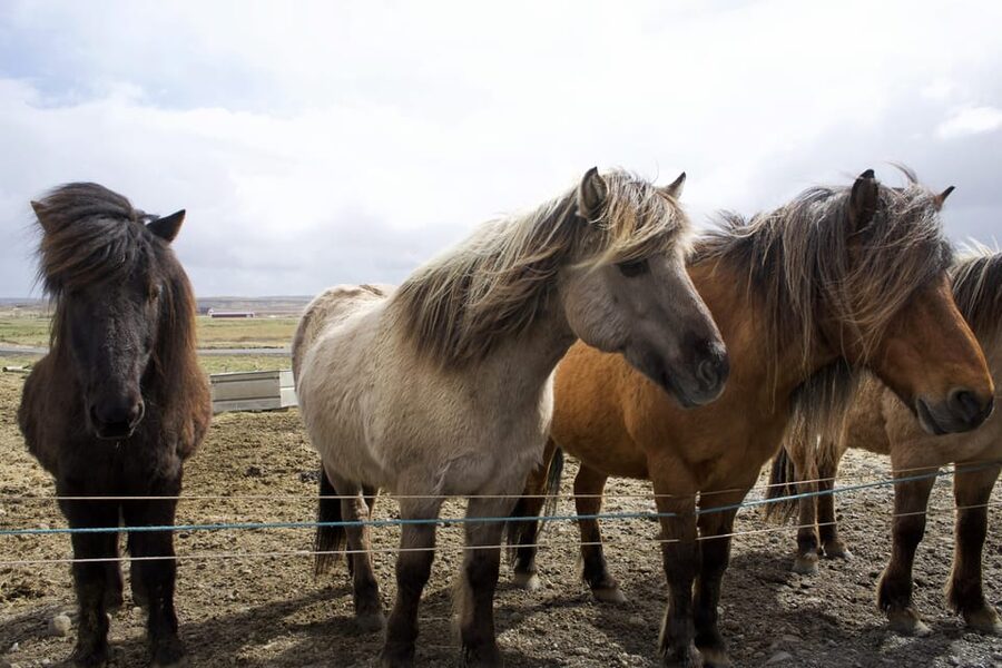Reykjavik Combo: Horse Riding & Snorkeling in Silfra Fissure - Should you book the Silfra and horse riding combo?