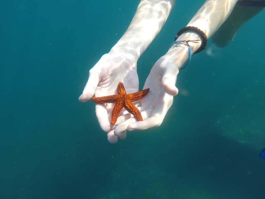 Rio: Snorkel & Swim with Turtles Tour at Tijuca Islands - What the $100 price really covers