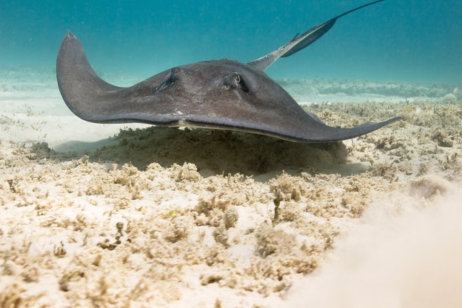 Riviera Maya Luxury Snorkeling Cruise with Lunch and Drinks - What lunch and the open bar really include