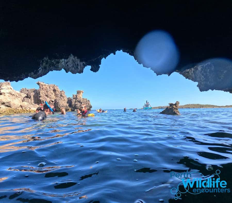 Rockingham: 3 Island Wildlife Snorkeling Cruise with Lunch - Quick points before you book