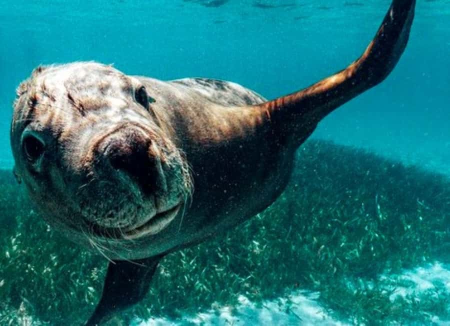 Rockingham: 3 Island Wildlife Snorkeling Cruise with Lunch - Starting at Penguin Island Visitor Center