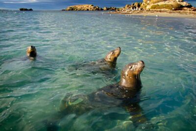 Rockingham: 3 Island Wildlife Snorkeling Cruise with Lunch