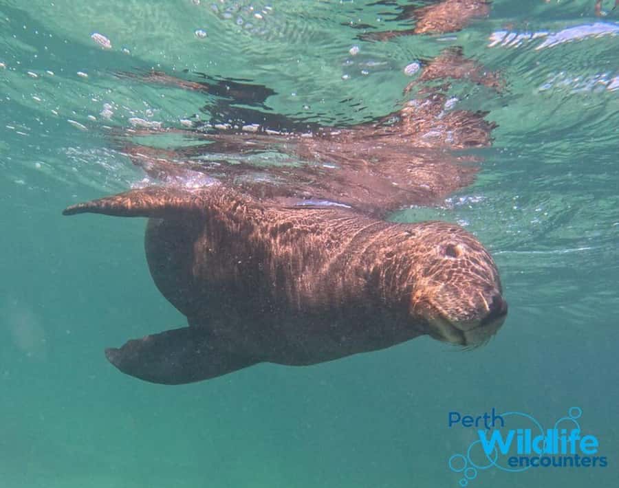 Rockingham: 3 Island Wildlife Snorkeling Cruise with Lunch - Who will enjoy this cruise most?