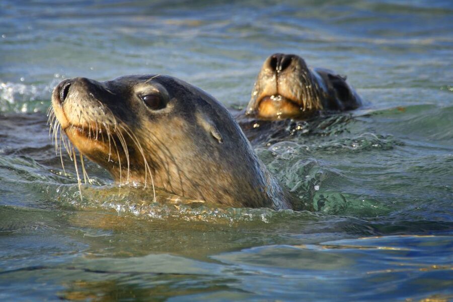 Rockingham: 3 Island Wildlife Snorkeling Cruise with Lunch - Practical tips for a smoother morning