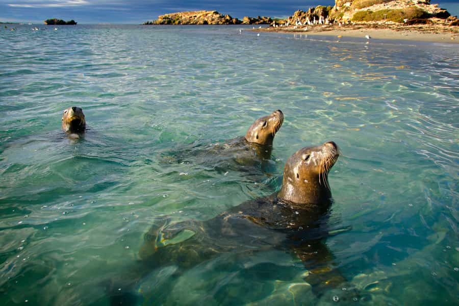 Rockingham: 3 Island Wildlife Snorkeling Cruise with Lunch - Cruising through Shoalwater Islands Marine Park