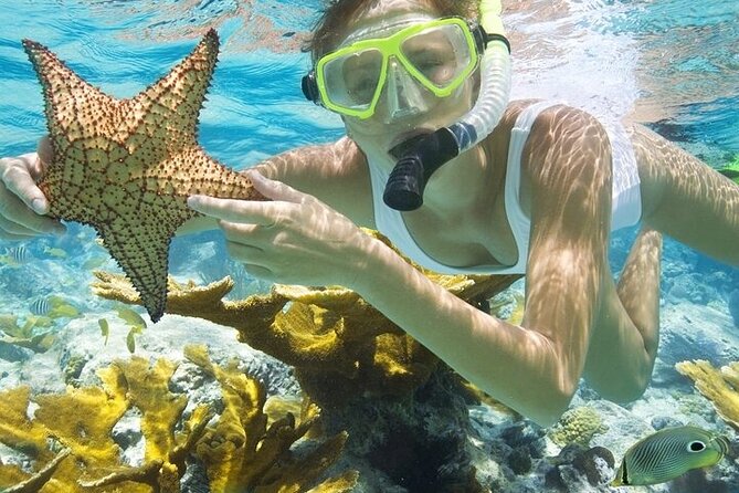 Rose Island Adventure: Snorkel, Sea Turtles, and Private Beach - The Rose Island plan in about four hours