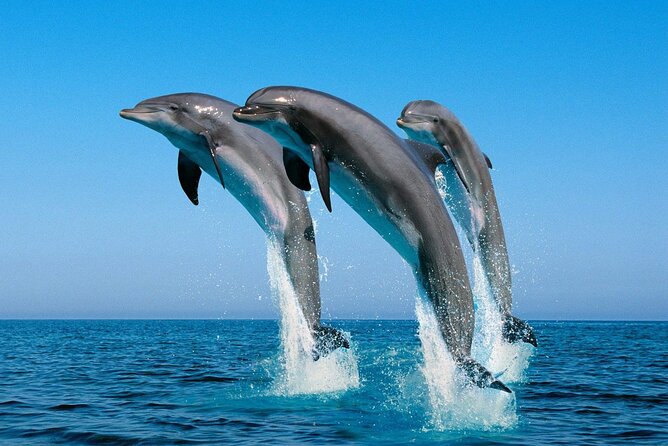 ROYAL Dolphin House & Water Sports Snorkeling Sea Trip - Hurghada - Booking advice and cancellation terms