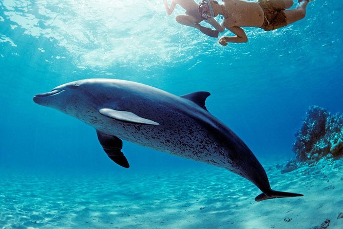 ROYAL Dolphin House & Water Sports Snorkeling Sea Trip - Hurghada - Snorkeling over Red Sea coral