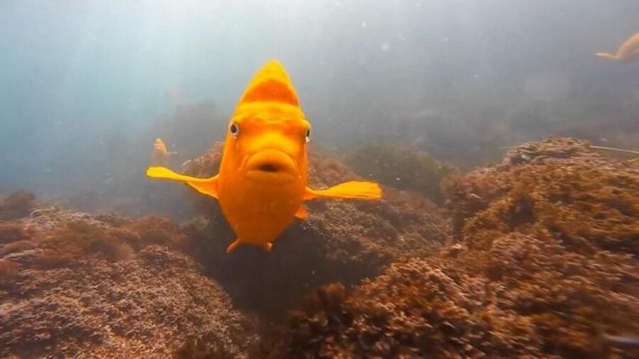San Diego: La Jolla Cove Guided Snorkeling Tour - Key points at a glance