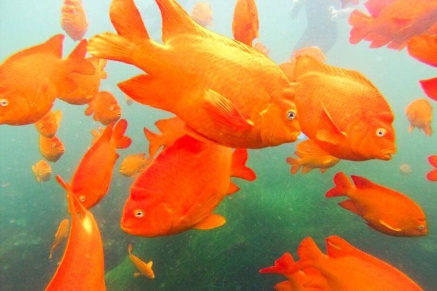 San Diego: La Jolla Cove Guided Snorkeling Tour - Why La Jolla Cove is the right setting
