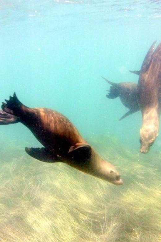 San Diego: La Jolla Cove Guided Snorkeling Tour - Who should book this tour