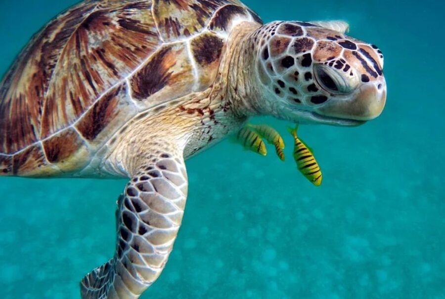 San Domino, Tremiti: guided snorkeling tour - Getting fitted with mask, fins, and snorkel