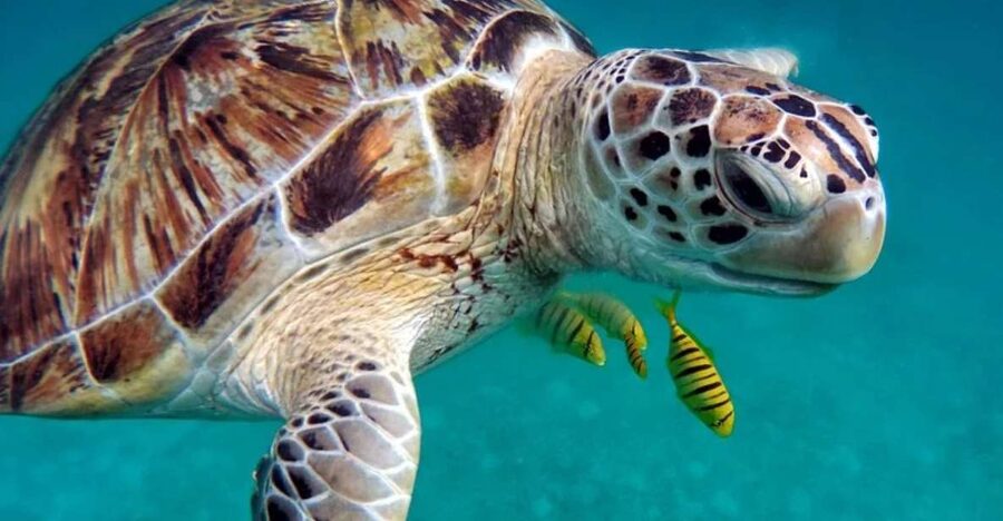 San Domino, Tremiti: guided snorkeling tour - Meeting the guide at Aquodiving