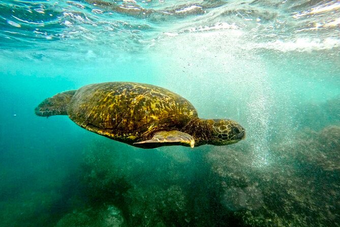 San Juan Guided Snorkel With Turtles Tour and Videos - The shore-entry snorkeling route