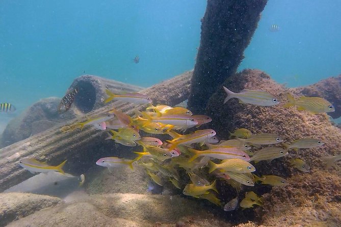 San Juan Guided Snorkel With Turtles Tour and Videos - Finding turtles, fish, and reef life