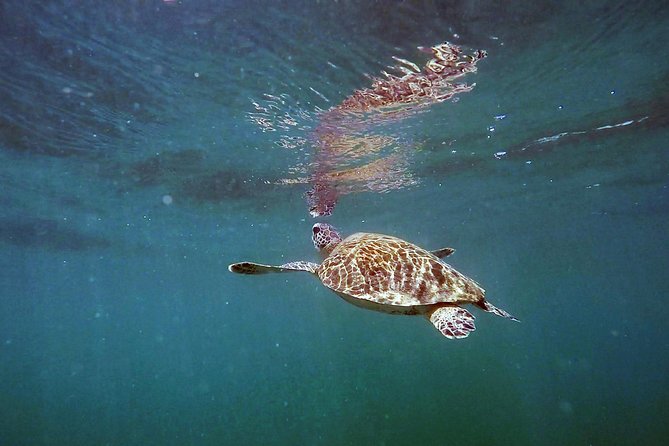 San Juan Guided Snorkel With Turtles Tour and Videos - The GoPro video and the final moments