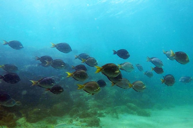 San Juan Guided Snorkel With Turtles Tour and Videos - Morning or afternoon: which departure works best?