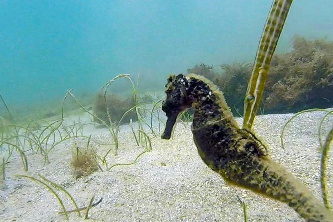 San Juan Guided Snorkel With Turtles Tour and Videos - Who will enjoy this tour most?