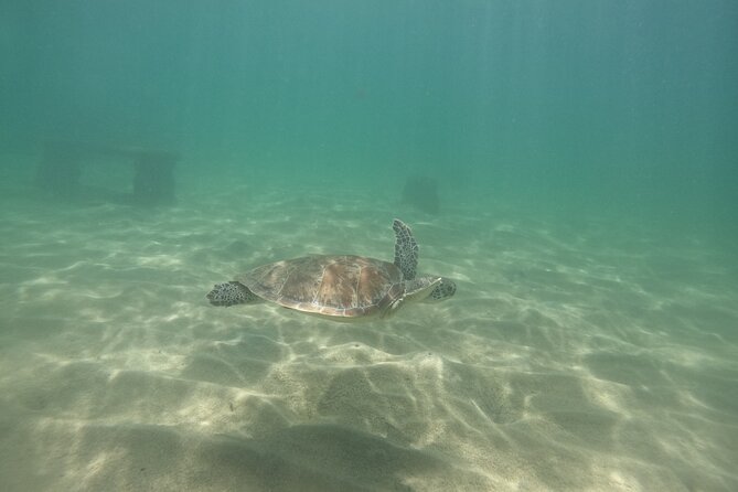 San Juan Turtle Spotting Snorkel Adventure with Videos - What the marine life is really like