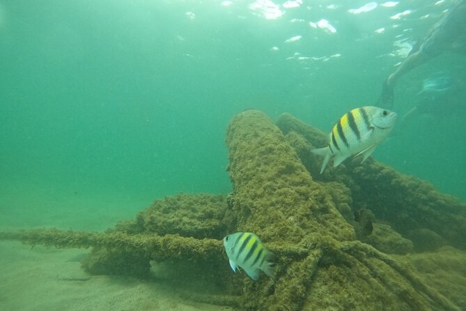 San Juan Turtle Spotting Snorkel Adventure with Videos - Videos are a useful extra