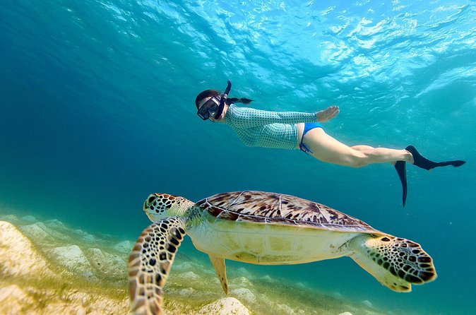 San Juan Turtle Spotting Snorkel Adventure with Videos - Is $50 a fair price?