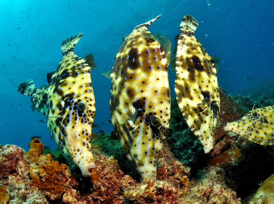Santa Maria: Guided Snorkeling and Reef Tour - What the snorkel feels like in open water