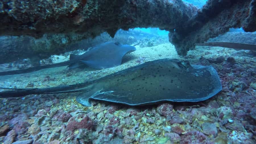 Santa Maria: Guided Snorkeling and Reef Tour - Marine life: exciting possibilities, no guarantees