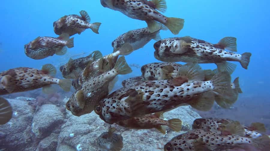 Santa Maria: Guided Snorkeling and Reef Tour - The wreck and reef stops