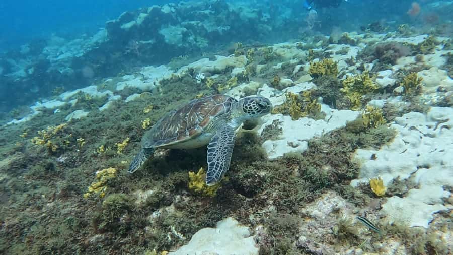 Santa Maria: Guided Snorkeling and Reef Tour - Is $44 good value?