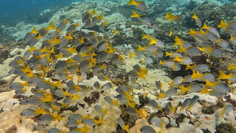 Santa Maria: Guided Snorkeling and Reef Tour - Who should book this tour?