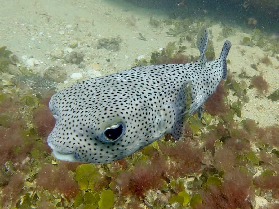 Santa Maria: Guided Snorkeling and Reef Tour - Practical tips for a better swim