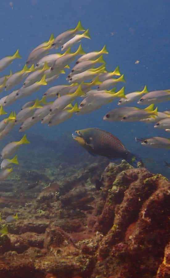 Santa Maria: Guided Snorkeling and Reef Tour - The boat ride to Bolama, Farol, or the bay