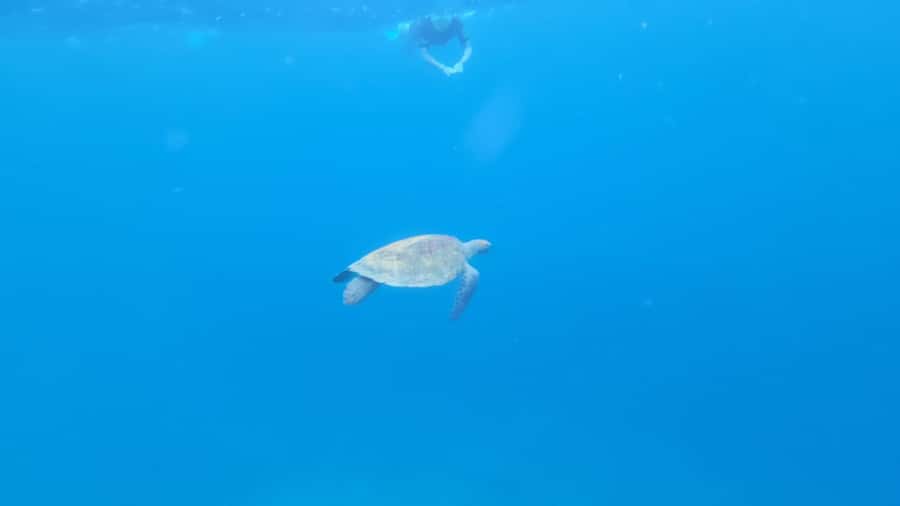 Santa Maria: Snorkeling Boat Tour - Key points before you book