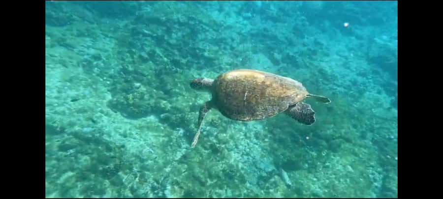 Santa Maria: Snorkeling Boat Tour - Meeting Nando beside the Santa Maria pier