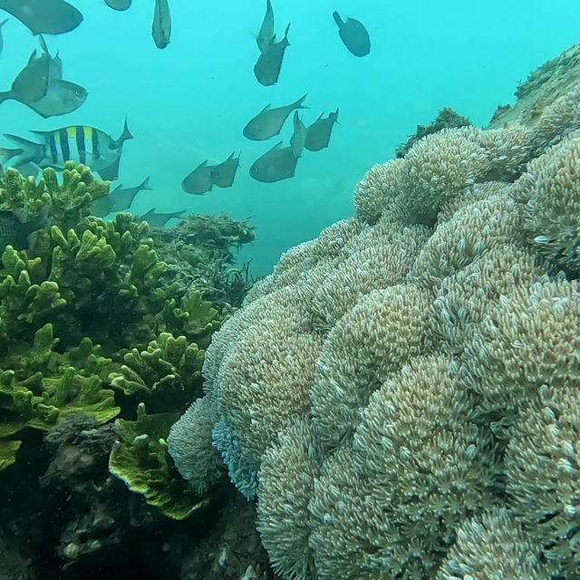 Sanur: Coastal Area Snorkeling Session - Key points to know before you book