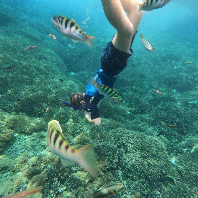 Sanur: Coastal Area Snorkeling Session - What you see beneath Sanur