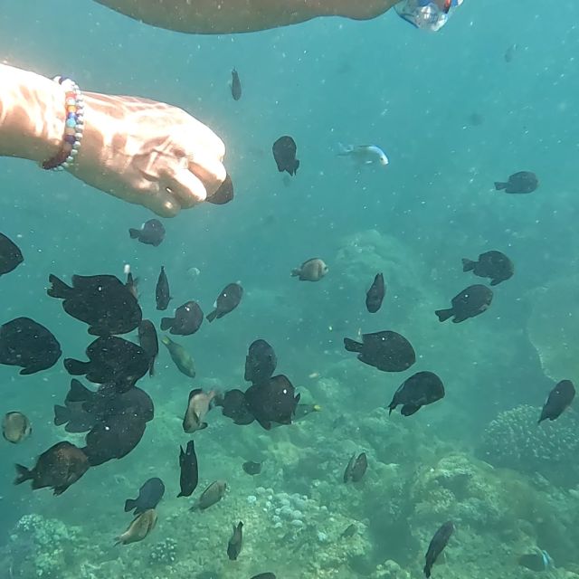 Sanur: Coastal Area Snorkeling Session - GoPro footage gives the short trip extra value