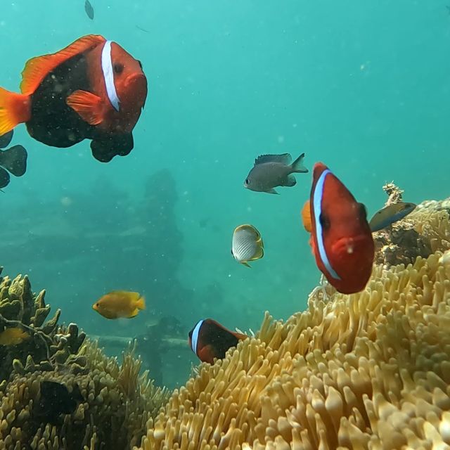 Sanur: Coastal Area Snorkeling Session - What the $22 price really covers