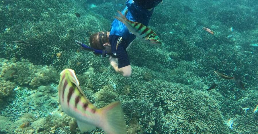 Sanur: Coastal Area Snorkeling Session - Starting at TAPHA and taking the water taxi