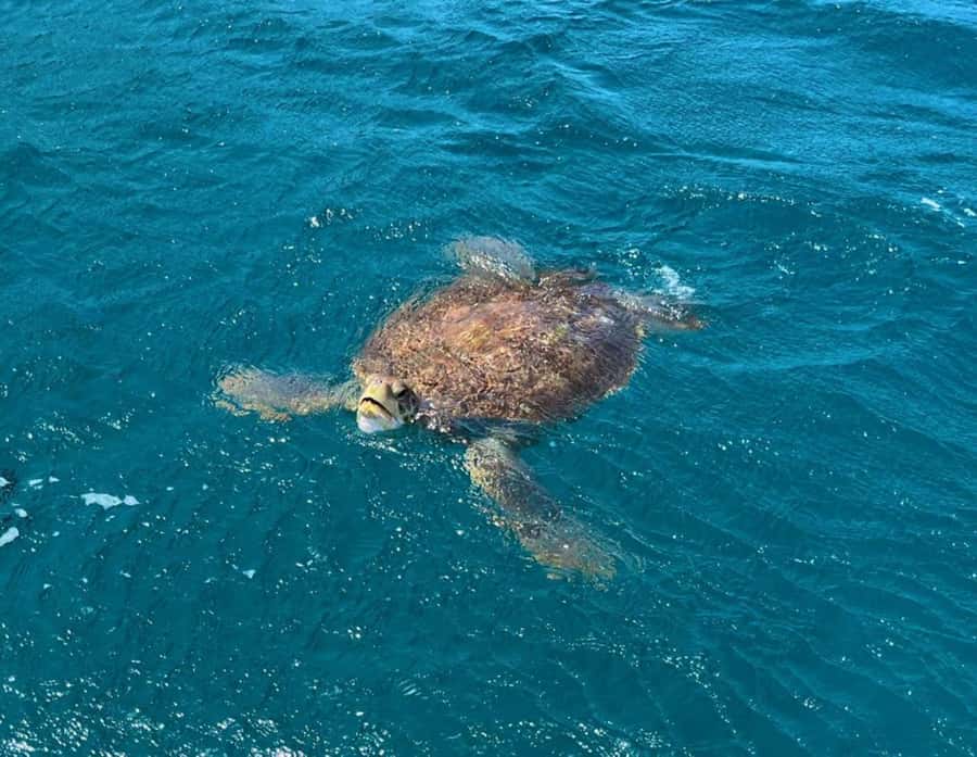 São Vicente: Snorkel with Sea Turtles Adventure - Key points to know before booking