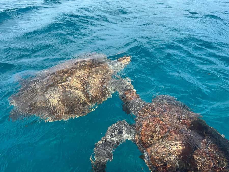 São Vicente: Snorkel with Sea Turtles Adventure - The boat ride to the turtle bay
