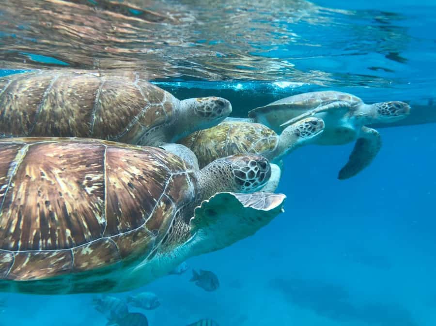 São Vicente: Snorkel with Sea Turtles Adventure - A short briefing that helps first-time snorkelers