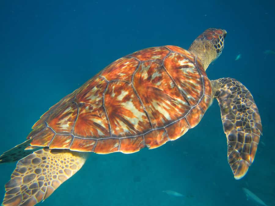 São Vicente: Swimming and Snorkeling Tour with Sea Turtles - Why São Vicente is the place for turtle snorkeling