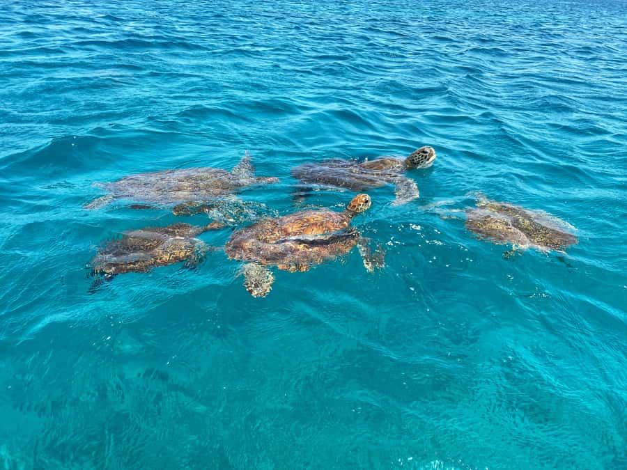 São Vicente: Swimming and Snorkeling Tour with Sea Turtles - A short safety briefing before you enter the water