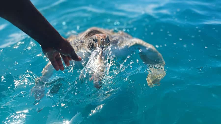 São Vicente: Swimming and Snorkeling Tour with Sea Turtles - From Mindelo to São Pedro in about 20 minutes