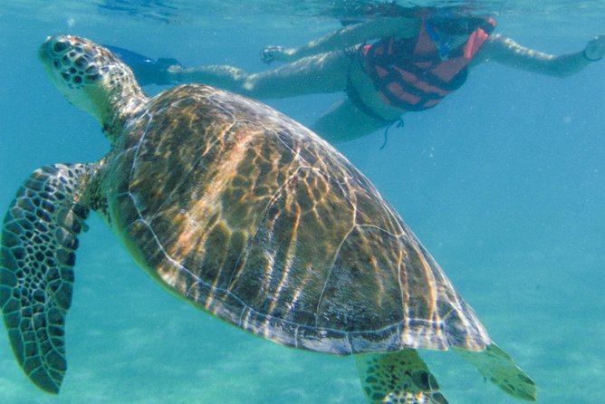 Sea Turtle Snorkeling Ecofriendly Tour from Cancun & Riviera Maya - The cenote on La Ruta de los Cenotes
