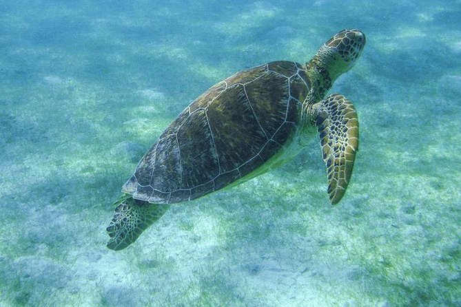 Sea Turtle Snorkeling Ecofriendly Tour from Cancun & Riviera Maya - What the $149 price really covers