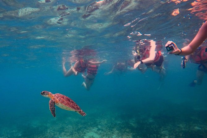 Sea Turtle Snorkeling Ecofriendly Tour from Cancun & Riviera Maya - Practical advice for a smoother morning