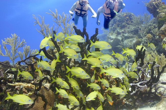 Sea Turtle Snorkeling Ecofriendly Tour from Cancun & Riviera Maya - Should you book this sea turtle and cenote tour?