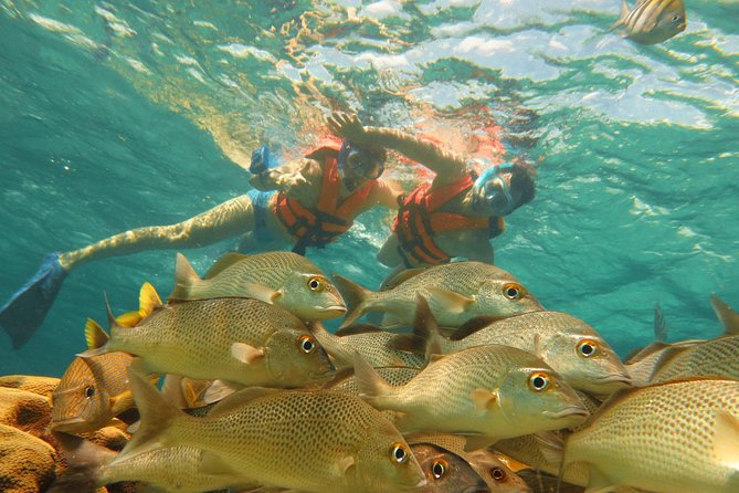 Sea Turtle Snorkeling Ecofriendly Tour from Cancun & Riviera Maya - Coral, fish, and the limits of the snorkel